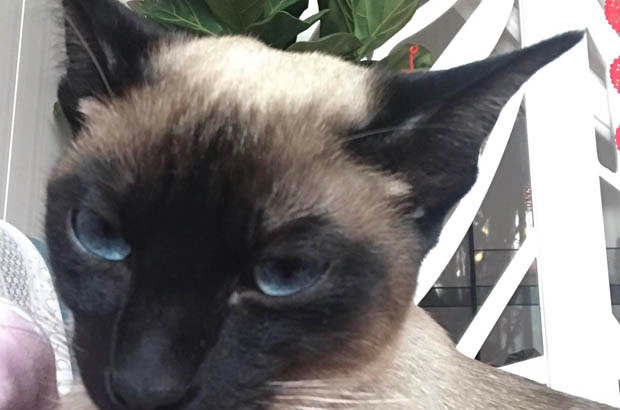The Husky – Cat: My Playful Siamese’s Quirky Antics