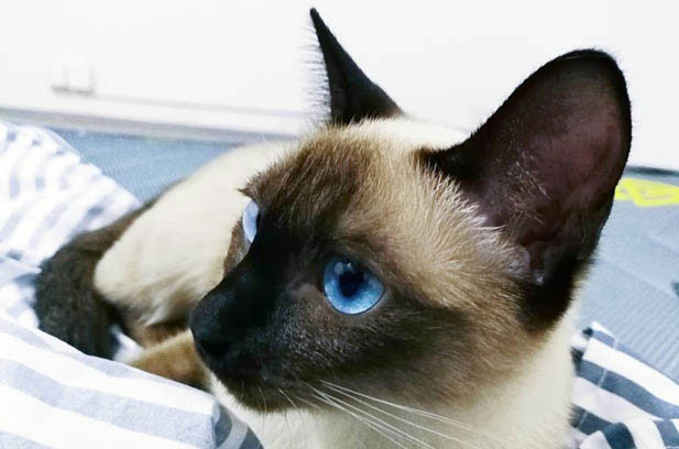 Life with a “Canine Cat”: The Never – Quiet Adventures of My Siamese