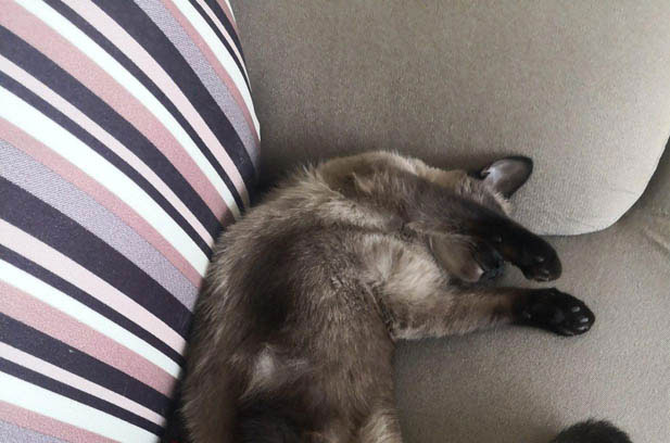 The Deceptive Drama of My Siamese: When Quiet Means Chaos