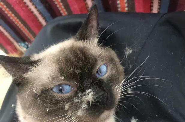October: My Two-Year-Old Siamese’s Playful Symphony of Life
