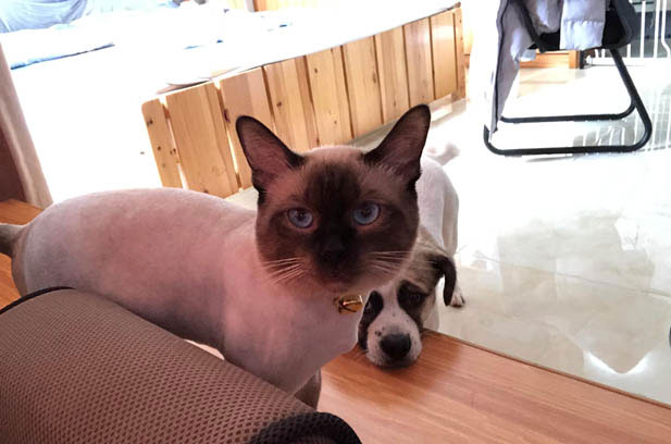 My Four-Year-Old Feline Companion: A Purrfect Blend of Sensibility and Spirit