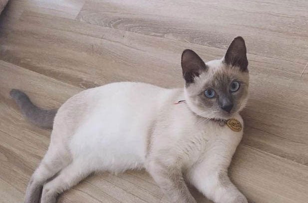 Shahu: The Unapologetically Affectionate Siamese Who Conquered a Household