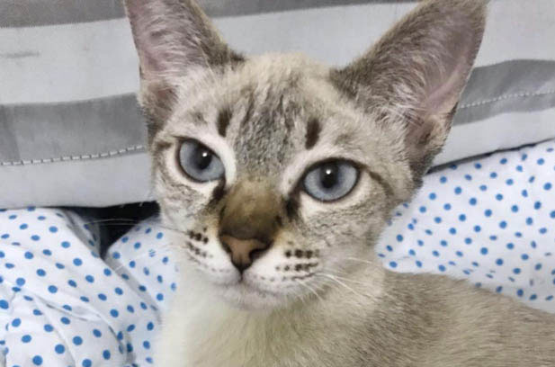 Double Trouble: Life with Two Siamese Cats, Big and Small