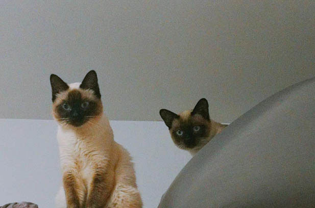 The Diverse Personalities of My Feline Siblings