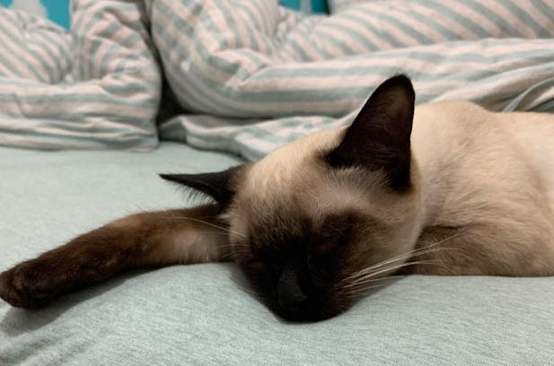 The Feline Fiend: My Love-Hate Relationship with a Chaotic Siamese
