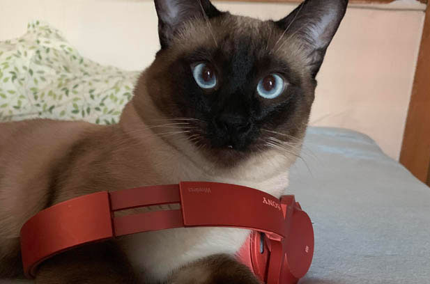 The Post-Sterilization Transformation of My Goofy Siamese