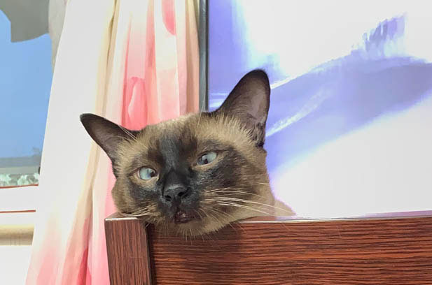 The Dual Personalities of My Feline Companions: A Tale of Post-Sterilization Tranquility and Occasional Frenzy