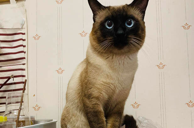 The Graceful Aging of My Feline Family: From Chaos to Calm