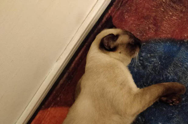 The Tireless Dynamo: Life with My Sterilized Two-Year-Old Siamese