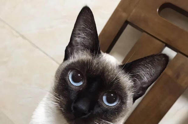 The Turbulent Arrival and Quirky Transformation of My Siamese Cat