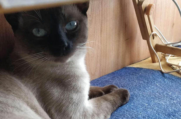 The High-Energy Journey of My Two-Year-Old Siamese: From Marathon Runner to Moderate Sprinter