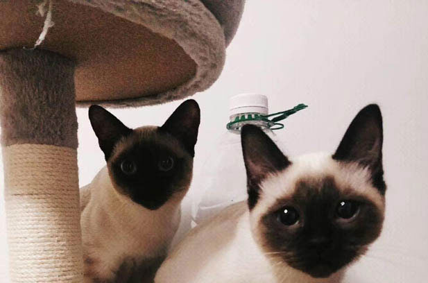The Mellowing of My One-and-a-Half-Year-Old Siamese: From Tornado to Tranquil Companion