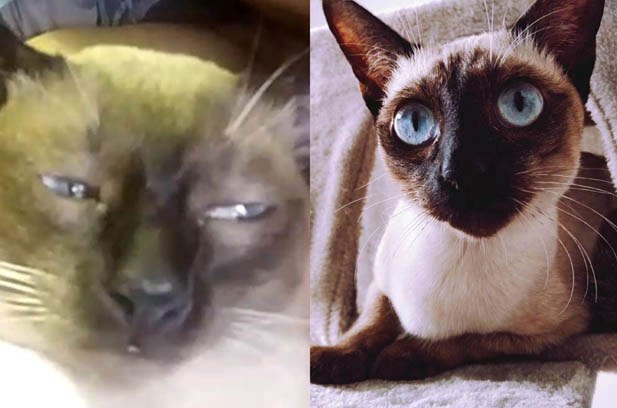 The Wise Old Soul: My Six-Year-Old Siamese’s Journey from Chaos to Grace