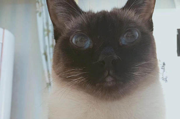 The Rare Peaceful Moment: Life with Three Chaos-Bringing Siamese Cats