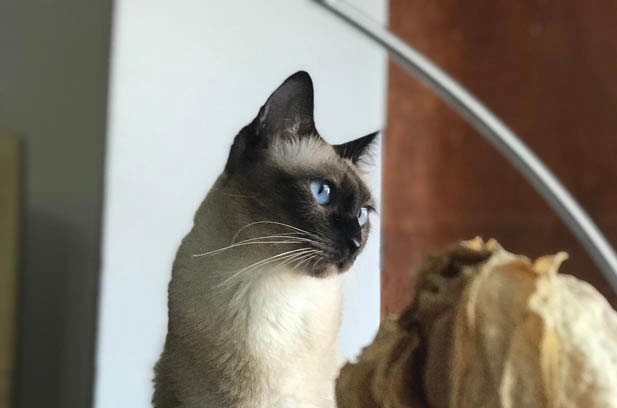 The Clingy Tyrant: My Life with a Demanding Siamese Cat