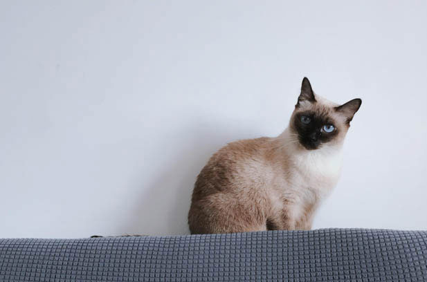 The Mysterious Rejuvenation of My Feline Friend