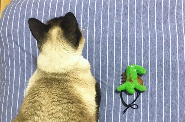 The Taming of a Fiesty Feline: From Wild Kitten to Affectionate Companion
