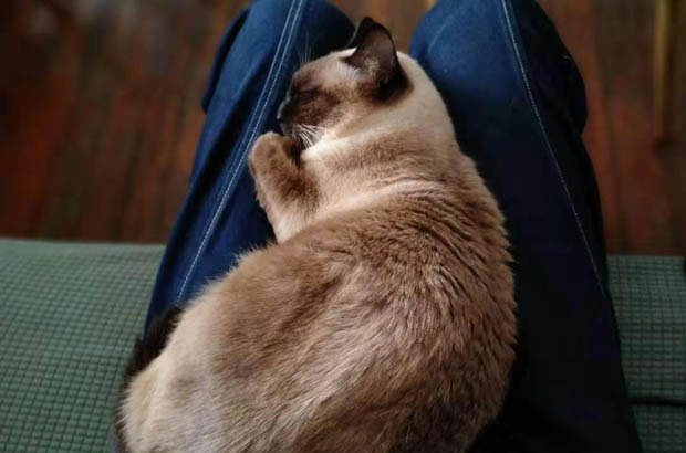 The Truth About Siamese Cats: Energy, Sterilization, and Embracing Their Nature