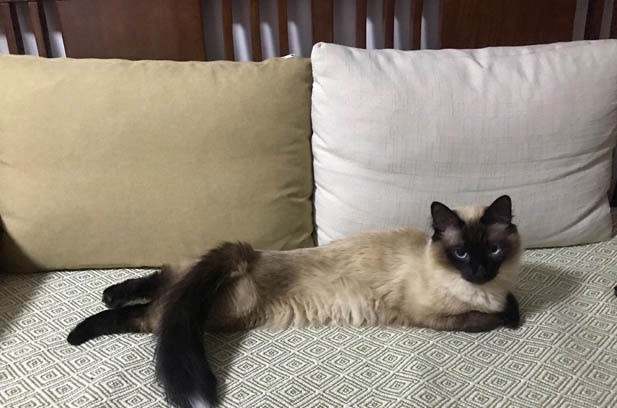 The Enchanting Charms of My Siamese Companion