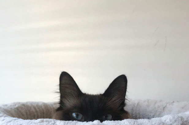 The Eccentricities of My Temperamental Siamese: A Furball of Surprises