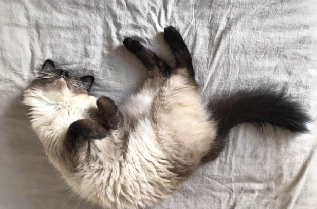 My Angelic Siamese: A Purrfect Blend of Quirks and Affection