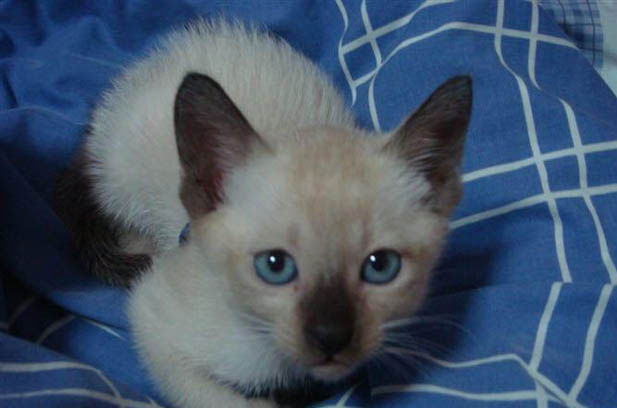 The Charming Contradictions of My Blue-Point Siamese