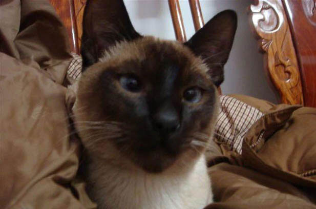 The Endearing Charms of My Siamese Cat: A Journey Through Photos and Memories