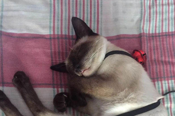 The Quirky Reality of Owning a “Not-So-Smart” Siamese Cat