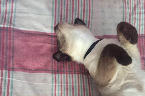 The Hilarious Misconceptions of Owning a Siamese Cat: From Border Collie to Husky