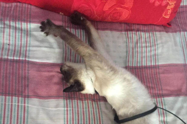 The Ultimate Guide to Raising a Happy Siamese Cat: Tips from a Seasoned Owner