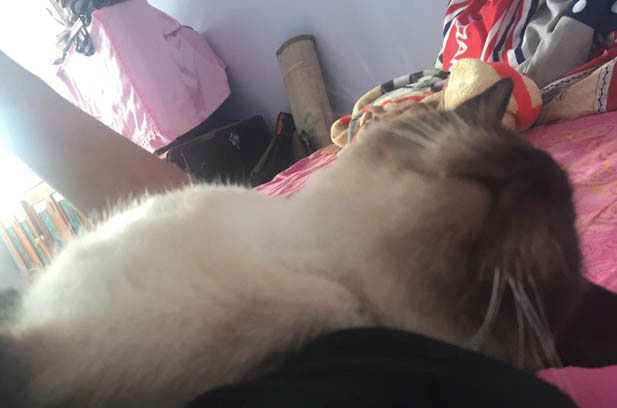 A Feline Family Saga: Love, Chaos, and Unbreakable Bonds