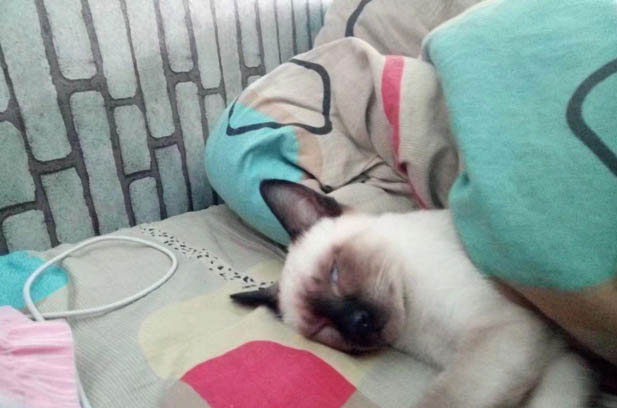 The Expanding Feline Kingdom: From Four to Nine and Beyond