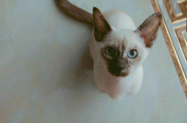 The Joyful Chaos: How My Siamese Cat Became the Heart of My Life