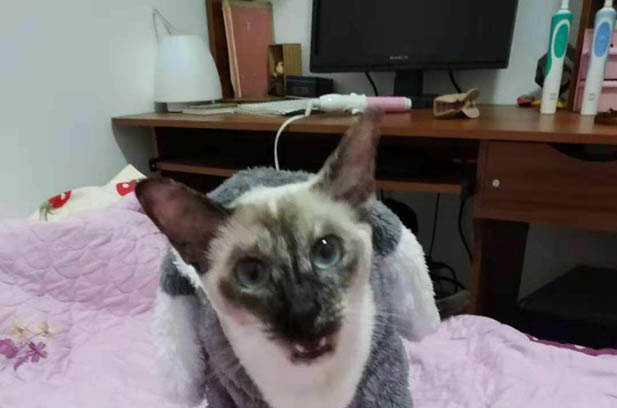 The Story of My Cats