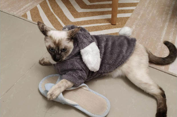 The Adventures of Diandian: My Seven-Month-Old Siamese Dynamo