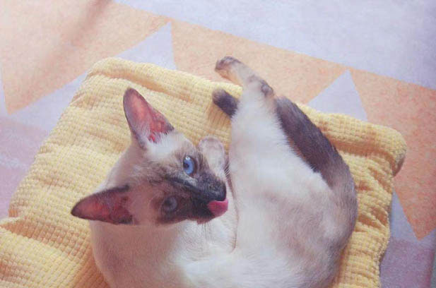 Grape: The Brilliant and Affectionate Siamese Shining Brightly