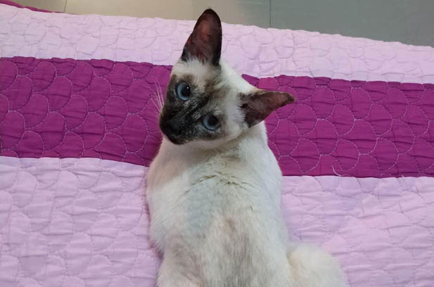 Little Tangerine: My Resilient Siamese in the North