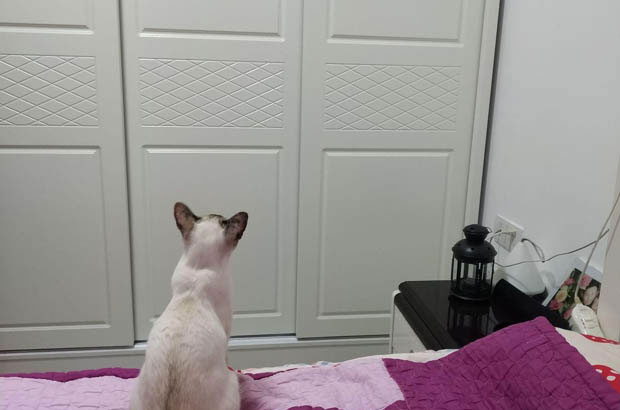 Coal Boss: My Adorable, Clingy Siamese and the Joy of Feline Companionship