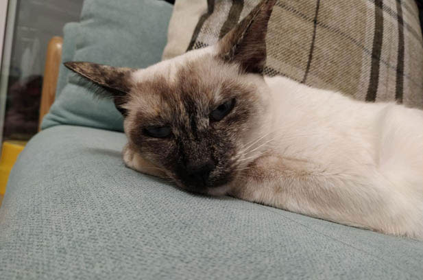Leo: The Transformative Journey of My Beloved Siamese Cat