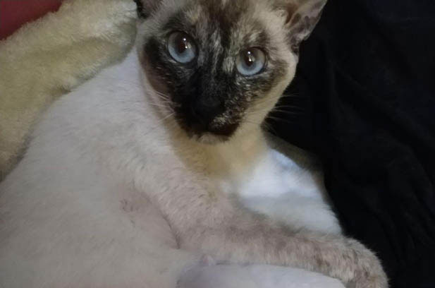 Mianmian: The Affectionate, Energetic Talker in My Life
