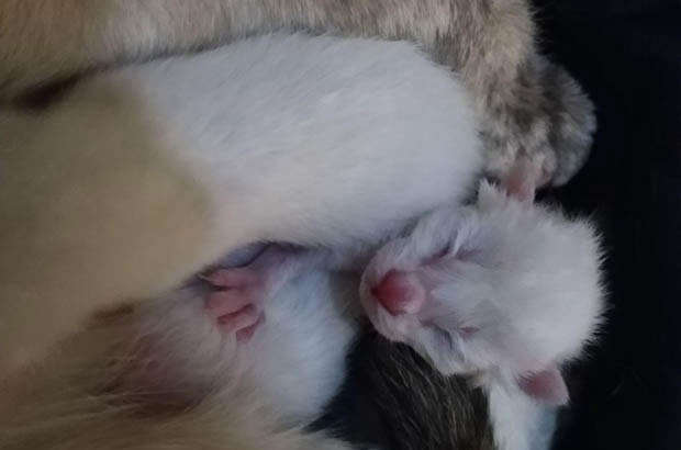 The Dynamic Duo: Energy, Affection, and Loyalty in Siamese Cats