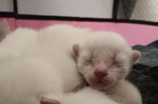 Xiuxiu: The Expressive Siamese Redefining Feline Companionship
