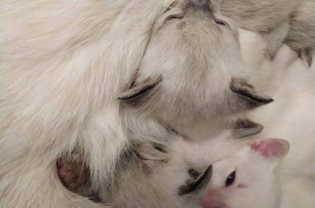 Memories of My Siamese Cat: From a Tiny Cutie to a Naughty Furball