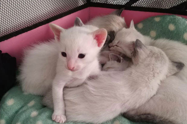 Mimi: My Beloved Siamese and the Healing Power of Feline Companionship