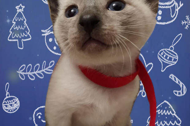 The Quirky Charms of My Jealous Siamese: A Tale of Love and Litterbox Supervision