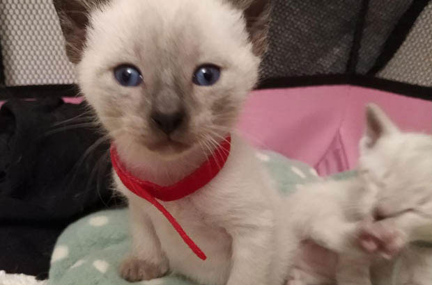 Navigating Siamese Cat Behavior: Insights for New Owners