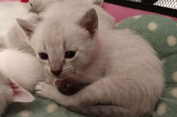 The Bumpy Road to Bonding with Pipi: A Journey of Love and Worry
