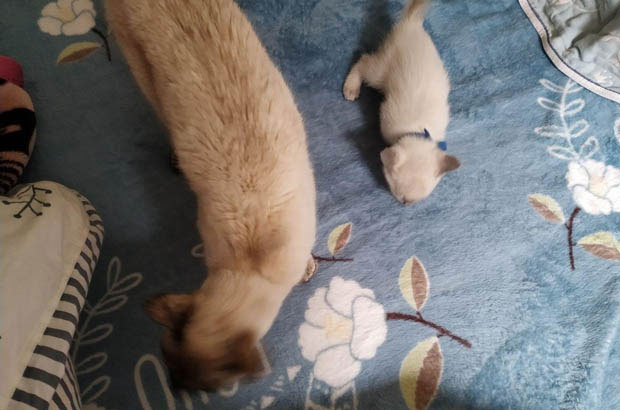 Tangyuan: My Cat’s Unbridled Love for Freedom