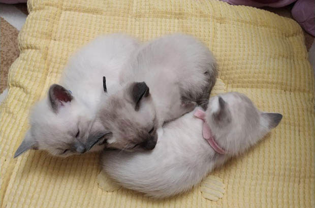 Tangyuan: My Cat’s Unrestrained Love for Freedom