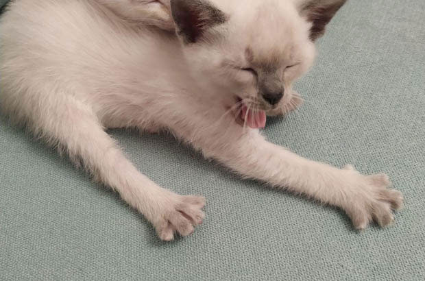 Raising a Young Siamese: Embracing the Chaos of Early Kittenhood